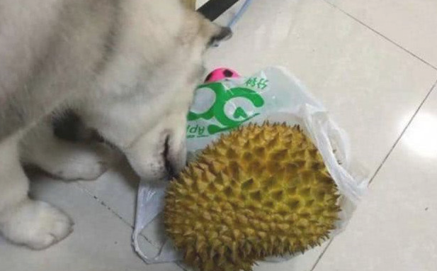 二哈偷吃榴莲被发觉,主人刚想向前劝阻,下一秒被它这行为笑趴 二哈偷吃榴莲被发觉,主人刚想向前劝阻,下一秒被它这行为笑趴
