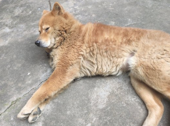 之前随意惯了，现如今土狗被拴在家里看门