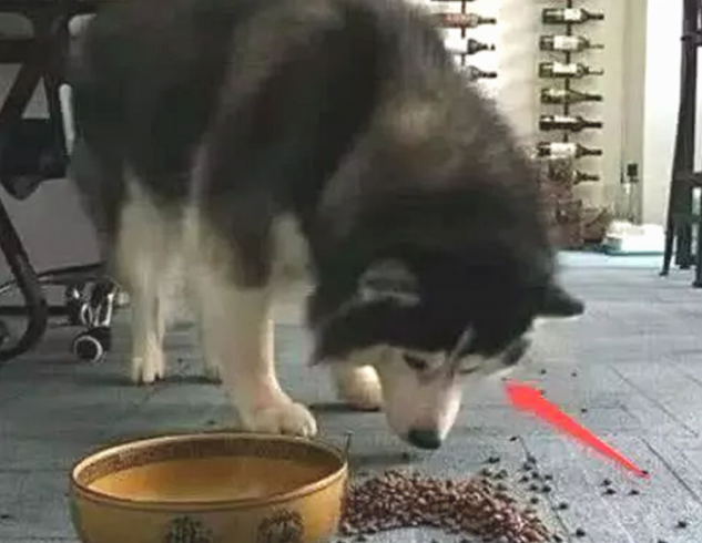 主人踢倒二哈的犬粮，狗狗龇牙大吼，下一秒的行为令人笑喷了