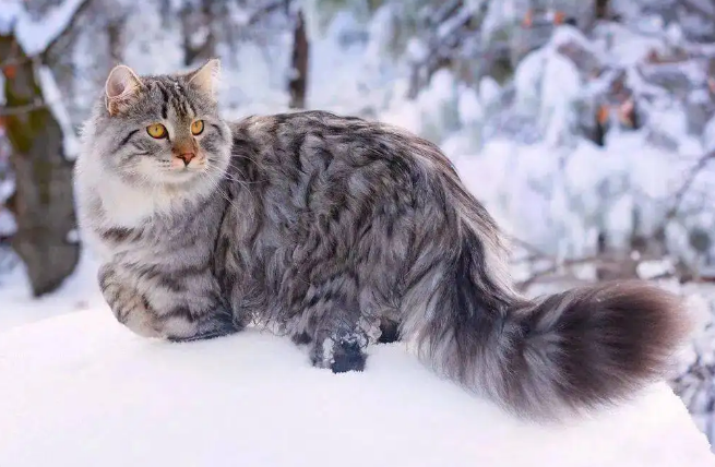 西伯利亚猫掉毛怎么办?要去医院治疗吗? 西伯利亚猫掉毛怎么办?要去医院治疗吗?