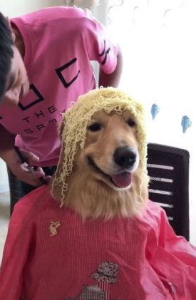 金毛被主人送去做造型设计,见到剪后的头型,金毛却表明将来令人担忧 金毛被主人送去做造型设计,见到剪后的头型,金毛却表明将来令人担忧