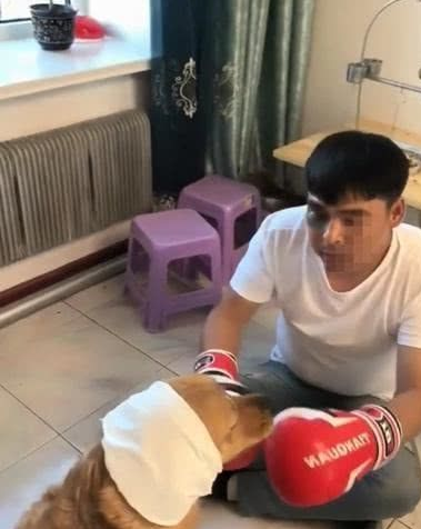 主人欺压金毛不容易拳击,给金毛携带拳套之后,挨打得头破血流 主人欺压金毛不容易拳击,给金毛携带拳套之后,挨打得头破血流