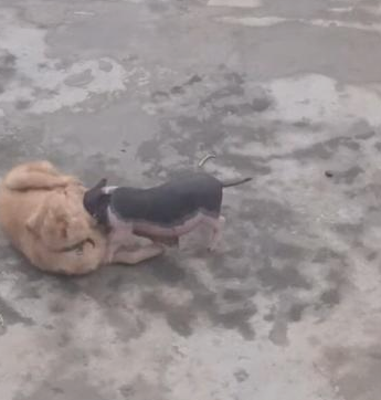 小猪仔拼了命咬狗狗,狗狗百般无奈,无力招架瘋狂小猪! 小猪仔拼了命咬狗狗,狗狗百般无奈,无力招架瘋狂小猪!