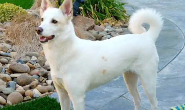 今日科普:卡南犬发烧怎么办? 今日科普:卡南犬发烧怎么办?