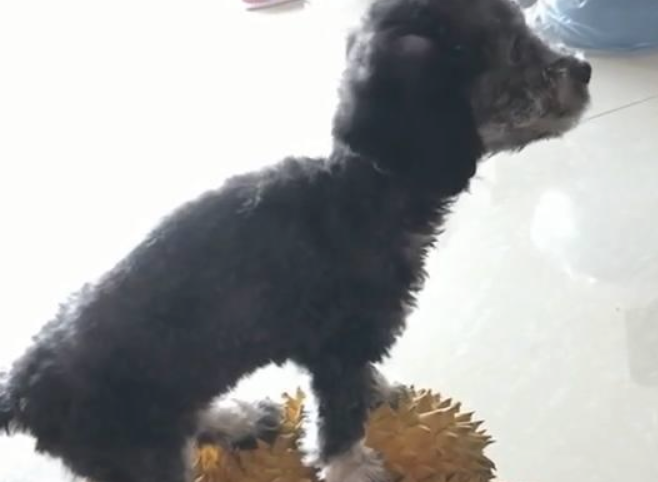 小狗犯错误被主人家惩罚,結果见到惩罚的方法后,笑喷了! 小狗犯错误被主人家惩罚,結果见到惩罚的方法后,笑喷了!