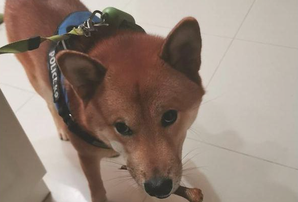 给柴犬的鸡爪子它没吃了，反而是叼着分享给外边的狗子，太听话了吧！