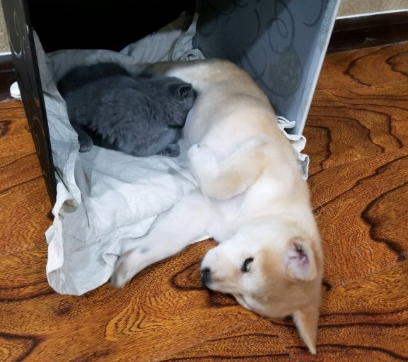 柴犬仗着个子大欺负小猫，結果反被工作制服了，出去就不愿回来