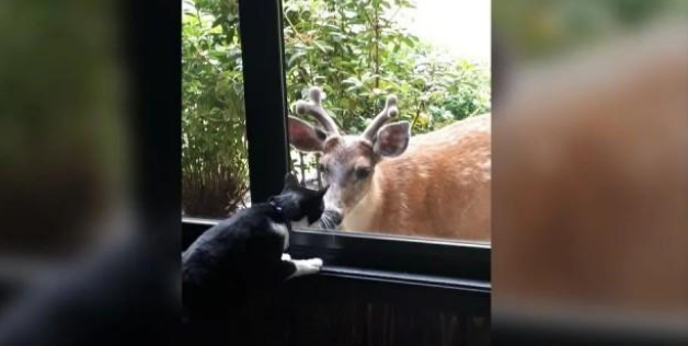 家猫每天搞失踪 主人跟踪发现这样一幕