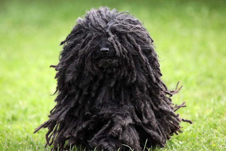 家有波利犬，驱虫方法一定要学会！