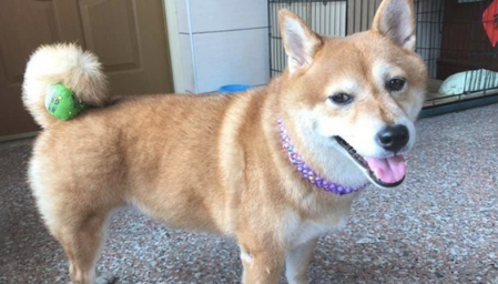 主人把玩具偷放到柴犬的小尾巴上,它还四处去找:刚刚仍在这的啊! 主人把玩具偷放到柴犬的小尾巴上,它还四处去找:刚刚仍在这的啊!