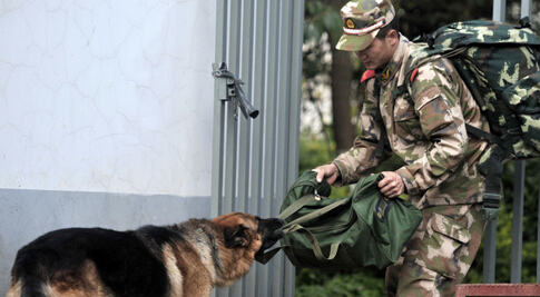 老人掉冰窟窿 爱犬忠心守护其旁直至救援到来