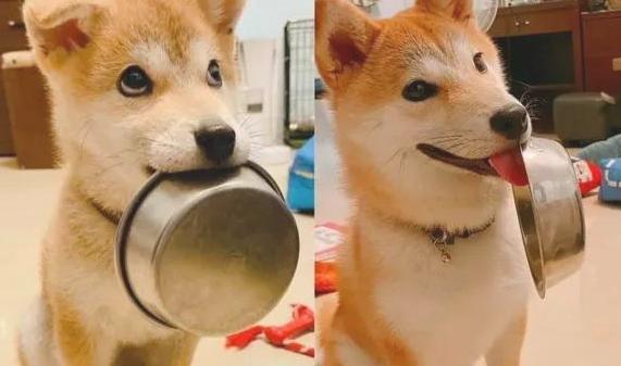 秋田犬自小就喜欢叼碗卖萌，可等它长大以后，铲屎官愣住