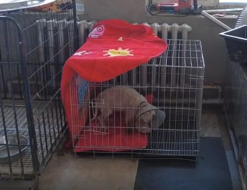 治疗半年无果,主人含泪将皮肤病的京巴送救助站 治疗半年无果,主人含泪将皮肤病的京巴送救助站