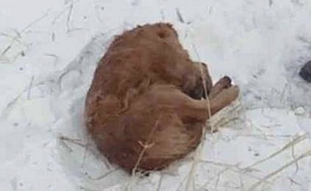 下雪天金毛出走，再度看到它时泪流满面不仅：是否可以使别那么听话啊？