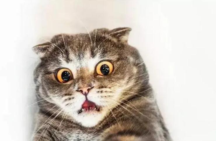 猫体检需要多久