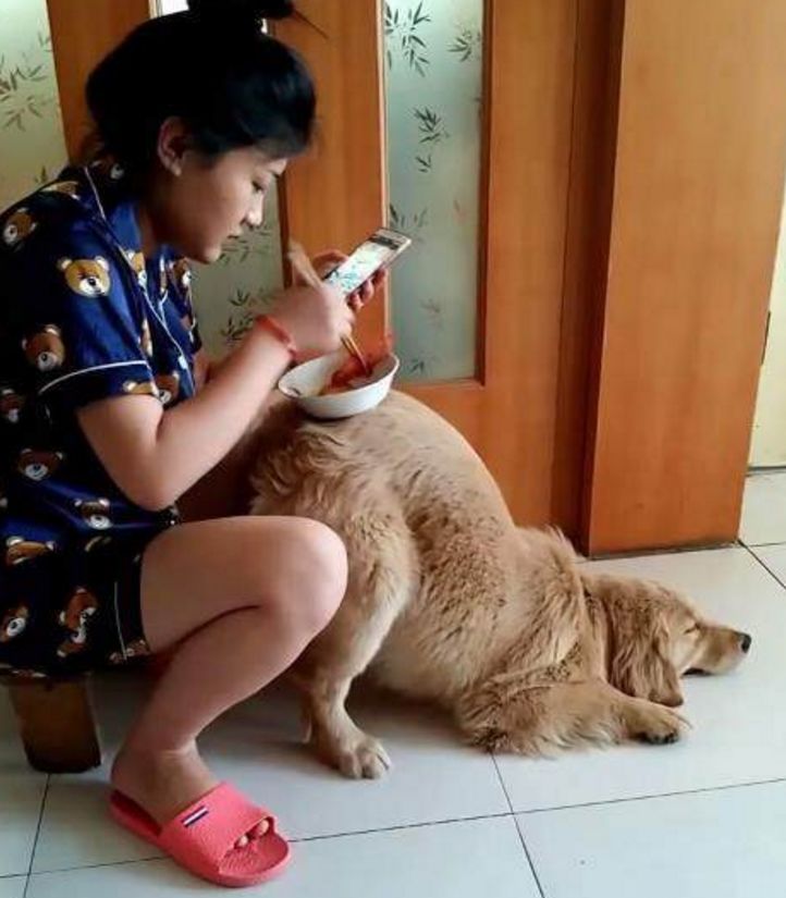 女主一声指令，金毛一下就没有了自尊心，各种各样低三下四丢狗脸