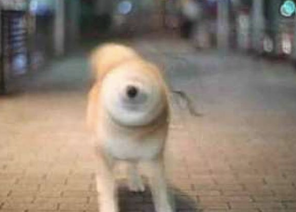 主人想给柴犬照相,它不愿被拍就拼了命旋转身体,陀螺图片修炼成仙了没有? 主人想给柴犬照相,它不愿被拍就拼了命旋转身体,陀螺图片修炼成仙了没有?