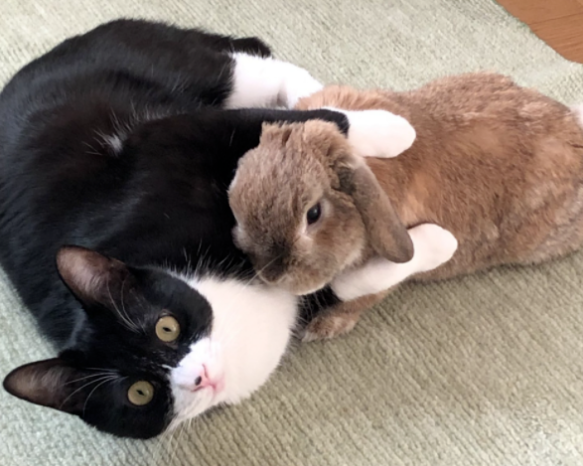 养了一只猫,又养了一只小兔子…于是猫猫就有了小兔子背包! 养了一只猫,又养了一只小兔子…于是猫猫就有了小兔子背包!