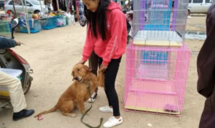 女生百般无奈要卖出金毛,听见女生讲出的价钱,过路人皆叹惋惜 女生百般无奈要卖出金毛,听见女生讲出的价钱,过路人皆叹惋惜