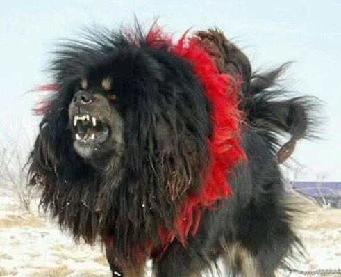这只藏獒太凶悍了，因为它长类似恶鬼，至今无人敢靠近
