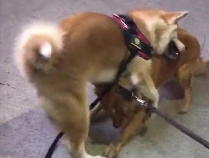 宠物犬子打架斗殴输掉,赖在地面上不动,非得主人给它复仇 宠物犬子打架斗殴输掉,赖在地面上不动,非得主人给它复仇