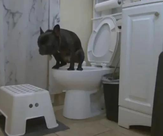 把斗牛犬培养那样的肯定并不是人，上帝？