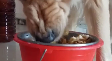 主人给金毛狗狗干了碗肉,善心去给它换部位吃,却被它的反映吓傻了 主人给金毛狗狗干了碗肉,善心去给它换部位吃,却被它的反映吓傻了
