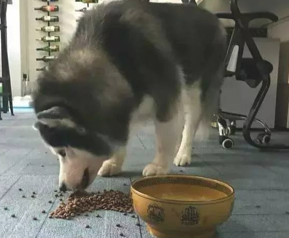 当哈士奇见到犬粮被撒了后，急得龇牙，但是突然风格反转竟那样做