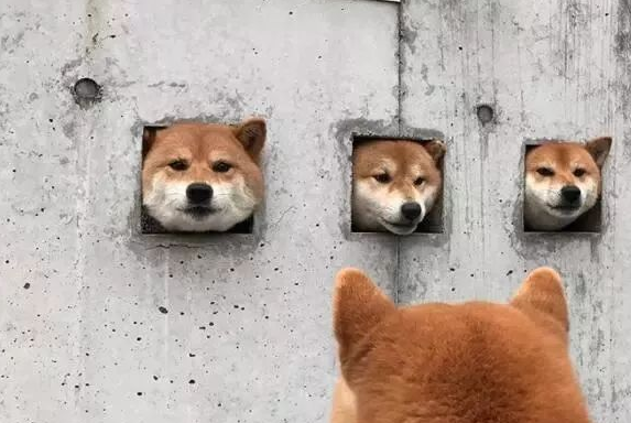 三只柴犬超喜爱卡洞，不经意被网民发觉，之后竟变成游玩景点！