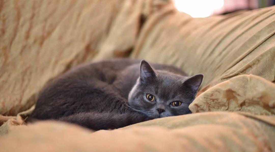 猫是不是绝育就停止发腮了 猫是不是绝育就停止发腮了