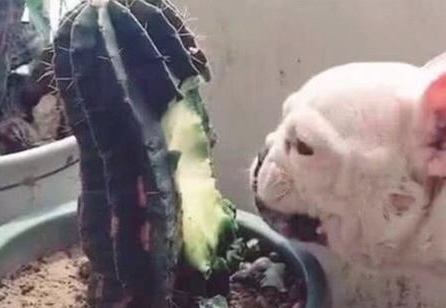 主人外出忘掉给狗狗放食材，第二天回到家，猛然不淡定从容了！