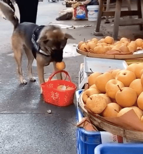 狗狗独自一人去买蔬果,还了解和老板议价:送我一个,下一次还来! 狗狗独自一人去买蔬果,还了解和老板议价:送我一个,下一次还来!