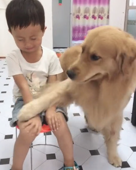 主人要处罚小主人,金毛一个行为让网民怒赞,太聪明了! 主人要处罚小主人,金毛一个行为让网民怒赞,太聪明了!