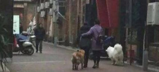 主人突然晕倒在地,金毛和萨摩耶协力主耶稣,个人行为打动过路人! 主人突然晕倒在地,金毛和萨摩耶协力主耶稣,个人行为打动过路人!