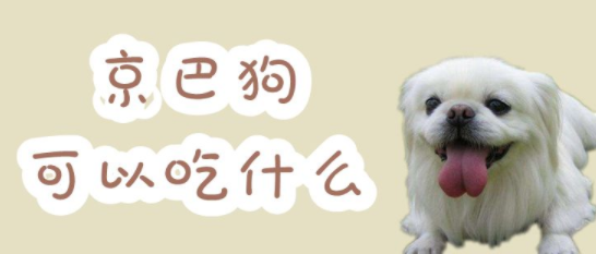 京巴狗吃什么比较好？不知道的来看一下吧~