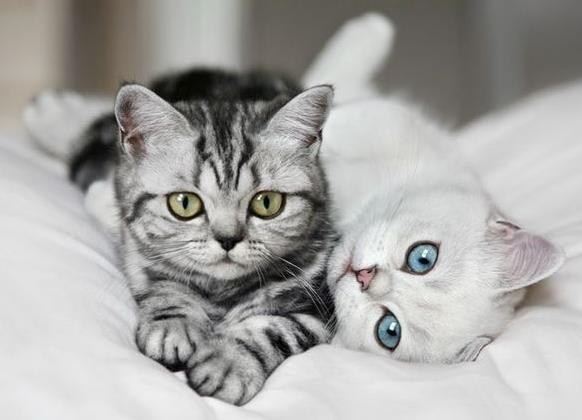 小奶猫老是尿床上怎么办.jpg