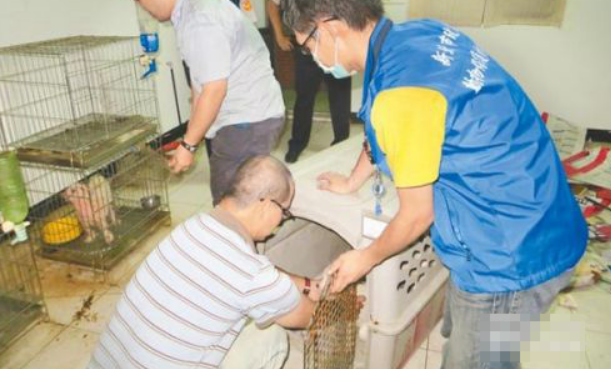 为了让消费者买狗 宠物被割声带仅剩繁殖