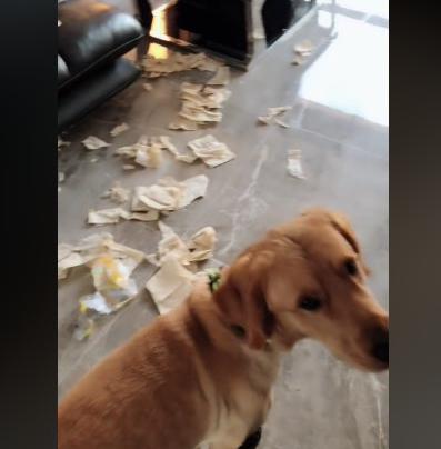 金毛撕家后被骂,抓着门拉手要出走,主人:赌一百元你害怕走 金毛撕家后被骂,抓着门拉手要出走,主人:赌一百元你害怕走