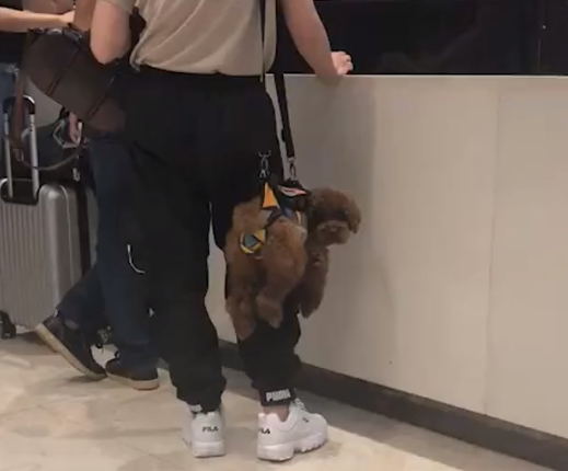 主人把小狗吊在空中，过路人陆续夸赞做的好，狗：我不要脸面的吗