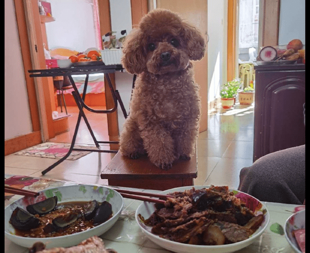 家中吃饭的情况下，也需要给狗狗提前准备个专享椅子，狗：上菜看你们吃？