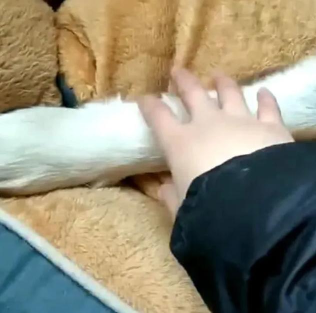 狗子牢牢地按着小垫子,主人觉得很疑虑,扯开垫子以后啼笑皆非 狗子牢牢地按着小垫子,主人觉得很疑虑,扯开垫子以后啼笑皆非
