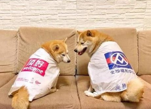 主人给狗子制做雨披,一套还比一套时尚潮流,德牧的女巫装最有趣 主人给狗子制做雨披,一套还比一套时尚潮流,德牧的女巫装最有趣