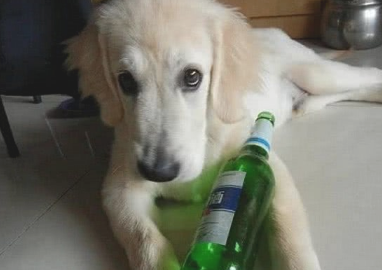 男子夜里让狗狗陪自身喝酒,发觉狗狗没起來,結果肠子都快悔青了 男子夜里让狗狗陪自身喝酒,发觉狗狗没起來,結果肠子都快悔青了