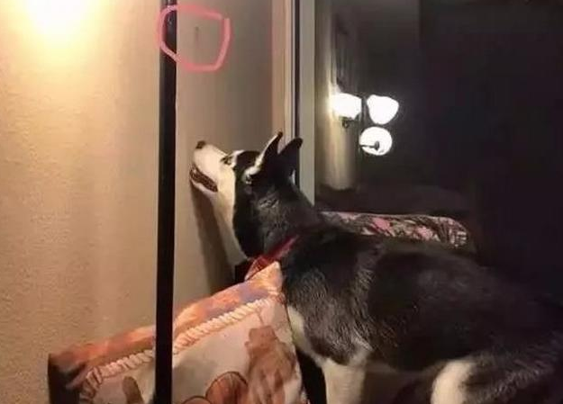 半夜三更大客厅传出狗狗嚎叫,主人一查墙面啼笑皆非! 半夜三更大客厅传出狗狗嚎叫,主人一查墙面啼笑皆非!