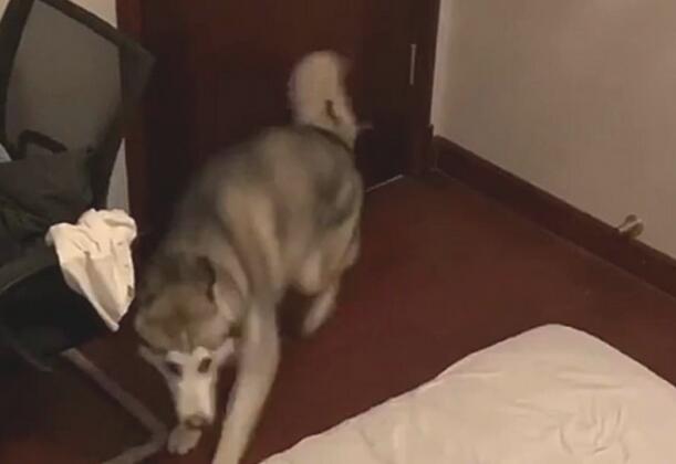 哈士奇舔主人脚，舔完以后躺在床上玩命转圈圈