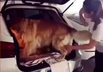 狗狗非让女主角抱才肯上车，主人急得一巴掌拍它臀部！