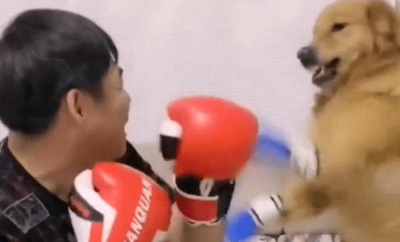 金毛携带“拳击手套”,给了主人一记刺拳,狗:看谁先怂啊 金毛携带“拳击手套”,给了主人一记刺拳,狗:看谁先怂啊