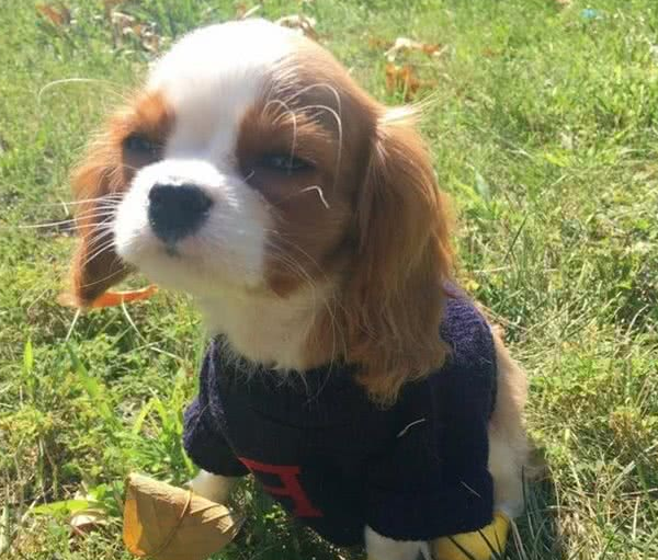 超迷你小猎犬拥有水汪汪大眼逆龄童颜让网友全融化 超迷你小猎犬拥有水汪汪大眼逆龄童颜让网友全融化