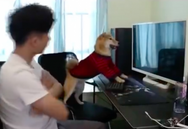 狗狗抢主人手机游戏玩,把电脑上关闭后它小目光好入戏:让你砸了你完了 狗狗抢主人手机游戏玩,把电脑上关闭后它小目光好入戏:让你砸了你完了