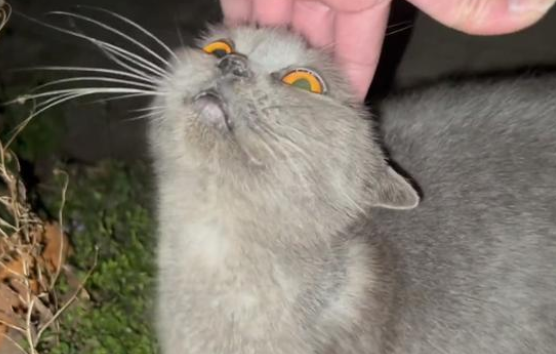 英短蓝猫一个人呆在空荡荡的屋子里,我想守着你的家 英短蓝猫一个人呆在空荡荡的屋子里,我想守着你的家